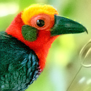 Bornean bristlehead (Pityriasis gymnocephala)