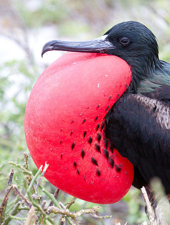 Magnificent Frigatebird (Fregata magnificens)
