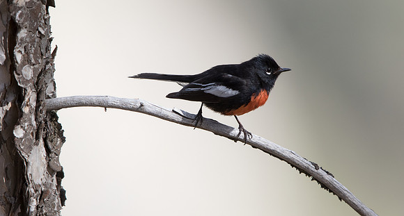 Painted whitestart (Myioborus pictus) Male