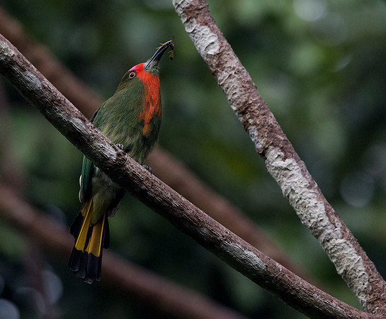 Red-bearded bee-eater (Nyctyornis amictus) Female