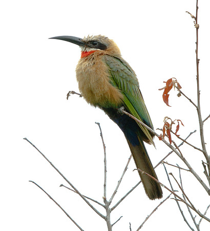 White-fronted Bee-eater (Merops bullockoides)