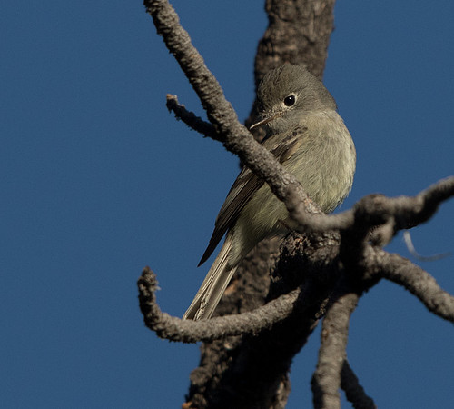 Hammond's flycatcher (Empidonax hammondii)