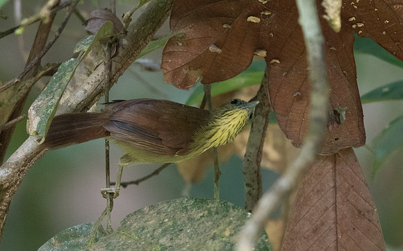 Pin-striped tit-babbler (Macronus gularis)
