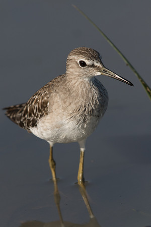 Common sandpiper (Actitis hypoleucos)