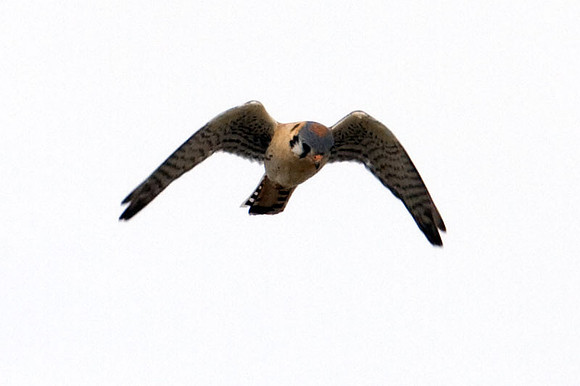 American Kestrel (Falco sparverius)