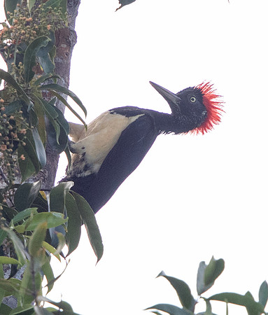 White-bellied woodpecker (Dryocopus javensis)