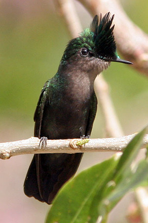 Antillean Crested Hummingbird (Orthorhyncus cristatus)