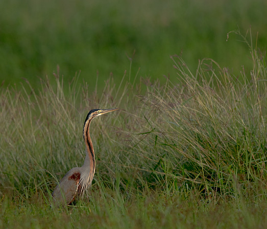 Purple heron (Ardea purpurea)