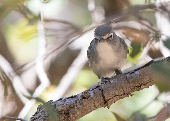 Plumbeous vireo (Vireo plumbeus)