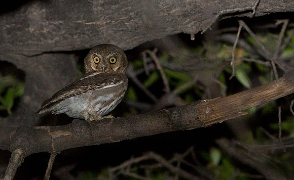Elf owl (Micrathene whitneyi)