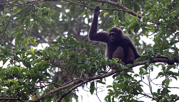 Müller's Bornean gibbon (Hylobates muelleri)