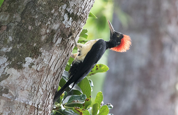 White-bellied woodpecker (Dryocopus javensis)
