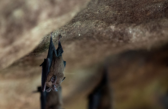 Cave-roosting Old World fruit bats