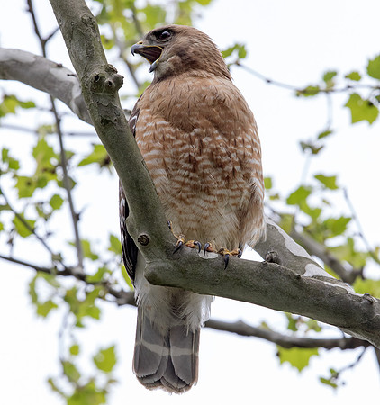 Red-shouldered hawk (Buteo lineatus)