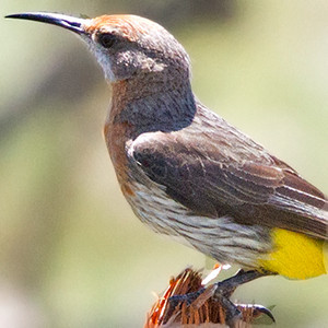 Gurney's Sugarbird (Promerops gurneyi)
