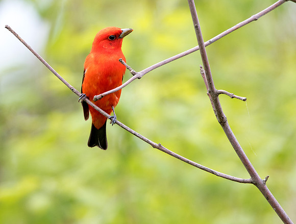 Scarlet tanager (Piranga olivacea)