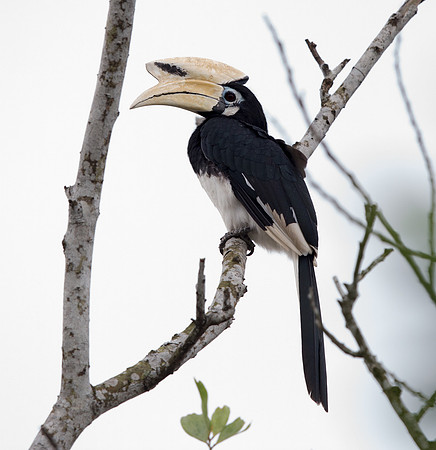 Oriental pied hornbill (Anthracoceros albirostris) Male
