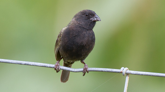 Black-faced Grassquit (Tiaris bicolor)