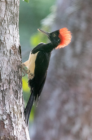White-bellied woodpecker (Dryocopus javensis)