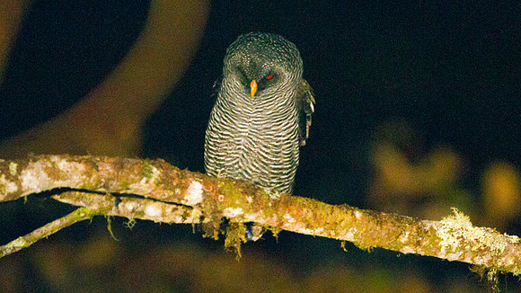 San Isidro "Mystery" Owl