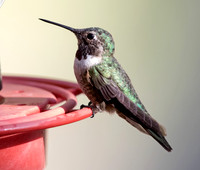 Broad-tailed hummingbird (Selasphorus platycercus) Male