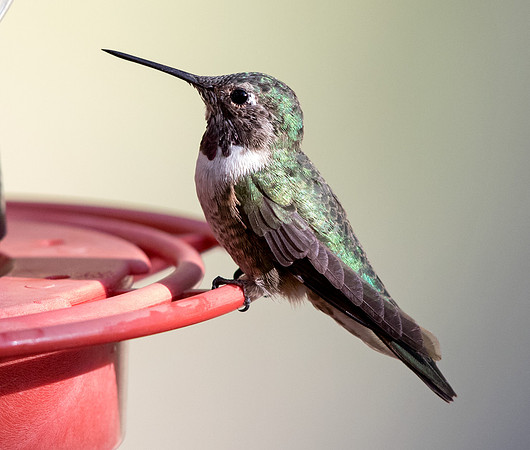 Broad-tailed hummingbird (Selasphorus platycercus) Male