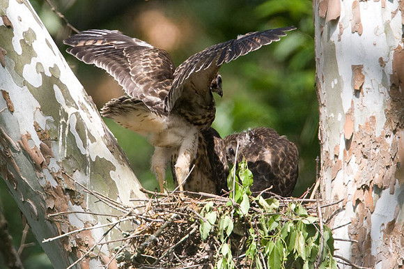 Red-shouldered Hawk (Buteo lineatus) juvenile