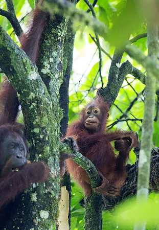 Bornean orangutan (Pongo pygmaeus) Female with Juv