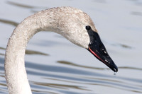 Trumpeter Swan (Cygnus buccinator)
