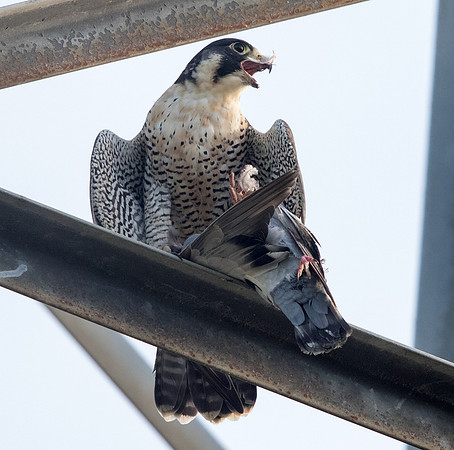 Peregrine falcon (Falco peregrinus)