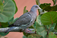 Bare-eyed Pigeon (Patagioenas corensis)