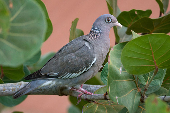 Bare-eyed Pigeon (Patagioenas corensis)