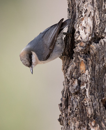 Pygmy nuthatch (Sitta pygmaea)
