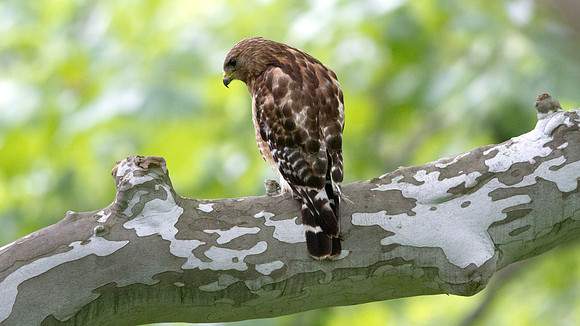 Red-shouldered hawk (Buteo lineatus)