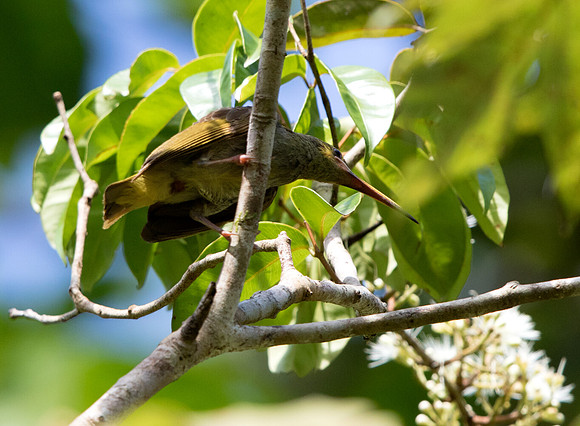Yellow-eared spiderhunter (Arachnothera chrysogenys)