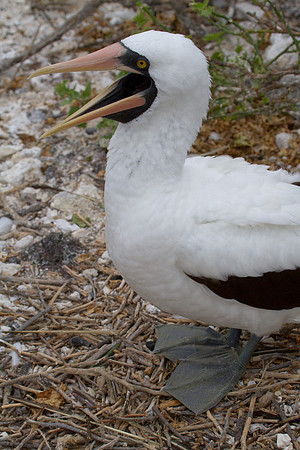 Nazca Booby (Sula granti)