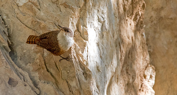 Canyon wren (Catherpes mexicanus)
