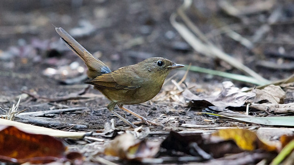 Siberian rubythroat (Luscinia calliope) Female