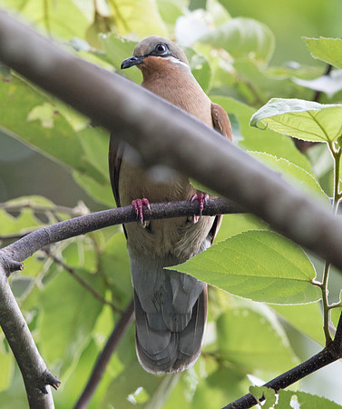White-eared brown dove (Phapitreron leucotis)