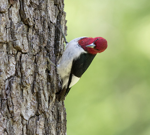 Red-headed woodpecker (Melanerpes erythrocephalus)