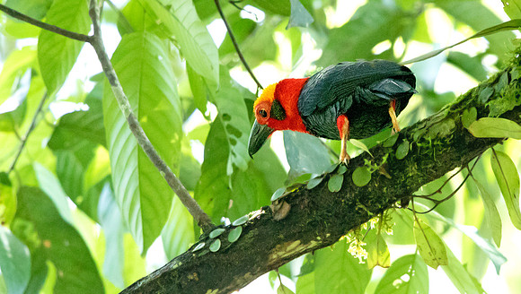 Bornean bristlehead (Pityriasis gymnocephala)