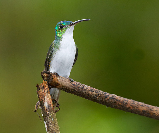 Andean Emerald (Amazilia franciae)