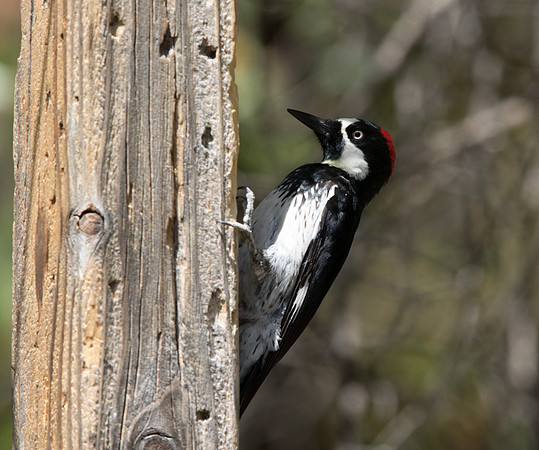 Acorn woodpecker (Melanerpes formicivorus)