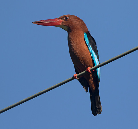 White-throated kingfisher (Halcyon smyrnensis)