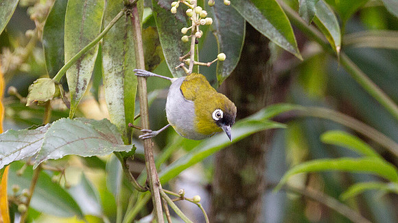Black-capped White-eye (Zosterops atricapilla)