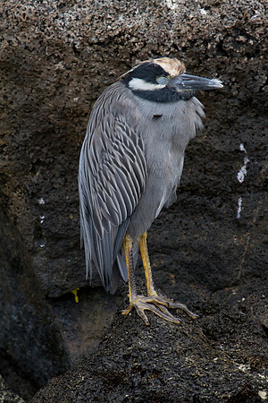 Yellow-crowned Night Heron (Nyctanassa violacea)