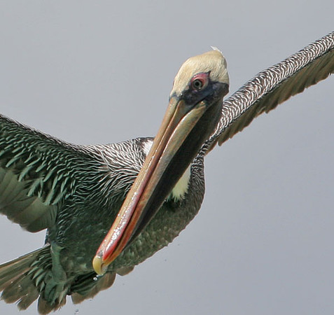 Brown Pelican (Pelecanus occidentalis)