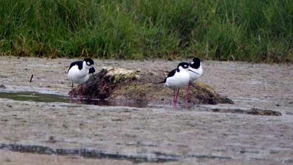 Black-necked Stilt (Himantopus mexicanus)