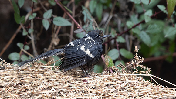 Spotted Forktail (Enicurus maculatus)