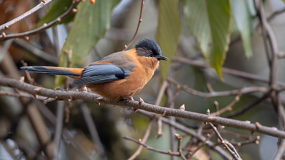 Rufous Sibia (Heterophasia capistrata)